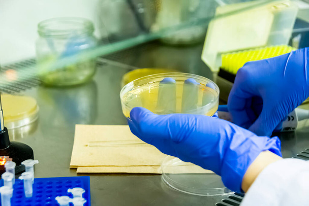 Wetenschapper verspreiden van bacteriën vloeibaar medium op agar plaat onder de laminaire stroming kap - Foto, afbeelding