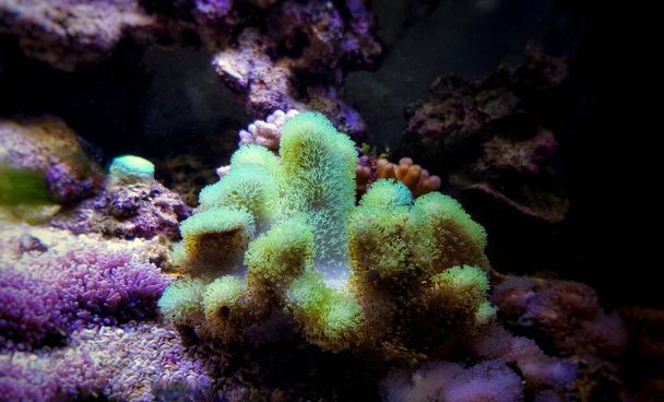 Барвистий Sarcophyton soft coral - Sarcophyton ehrenbergi  - Фото, зображення