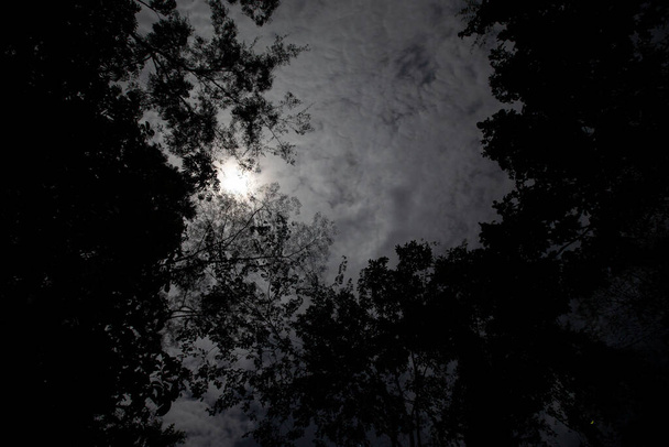 Bild einer dunklen Nacht im peruanischen Dschungel. Regenwaldabend. Schatten des Dschungels von Peru. - Foto, Bild