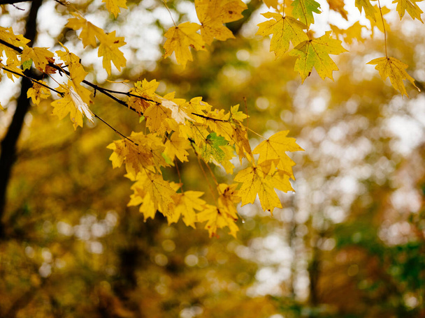 Autumn landscape nature fog yellow leaves countryside - Photo, Image