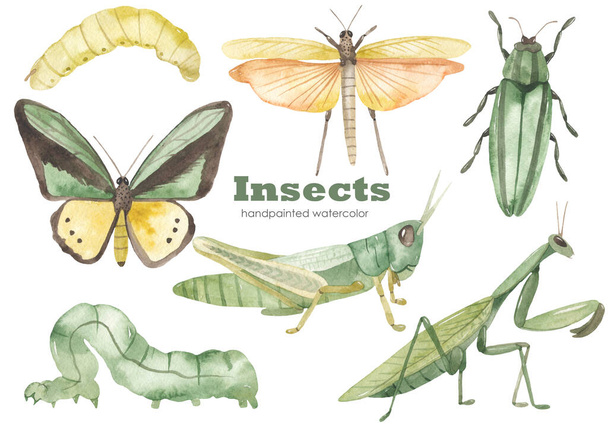 Rukoilijasirkka, vihreä heinäsirkka, siivekäs heinäsirkka, vihreä perhonen, toukkia. Vesiväri käsin piirretty clipart. Realistiset hyönteiset - Valokuva, kuva