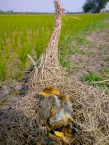Uccelli molli offuscati morti sul suo nido. Gli uccellini babbler della giungla sono morti senza cibo. Salva gli uccelli - Foto, immagini