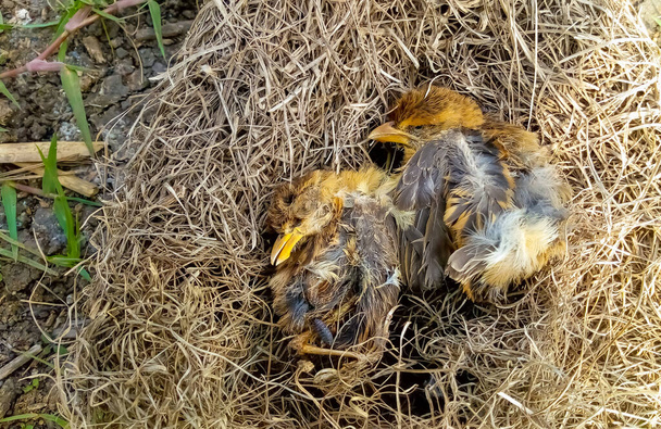 Μικρά δίδυμα πουλιά νεκρά στη φωλιά του. Τα πουλάκια της Ζούγκλας πέθαναν χωρίς τροφή. Αποθήκευση πτηνών - Φωτογραφία, εικόνα