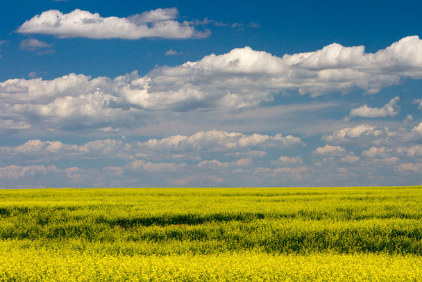 Canola pole v květu se žlutými květy v kanadských prériích v Alberta, Kanada. - Fotografie, Obrázek