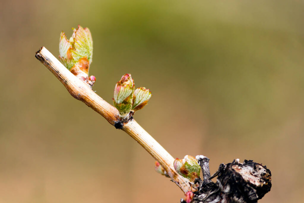 Budbreak oder Bud Break ist ein Teil des Wachstumszyklus der Weinreben und signalisiert das Ende der Winterruhe. Das jährliche Wachstum der Weinreben folgt einem jährlichen Zyklus, der vom Alter und der Gesundheit der Reben sowie vom Klima bestimmt wird. - Foto, Bild