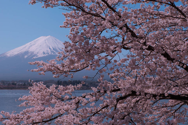 Kirsikankukat ja vuori. Fuji järveltä Kawaguchi Japani 03 / 31 / 2021 - Valokuva, kuva