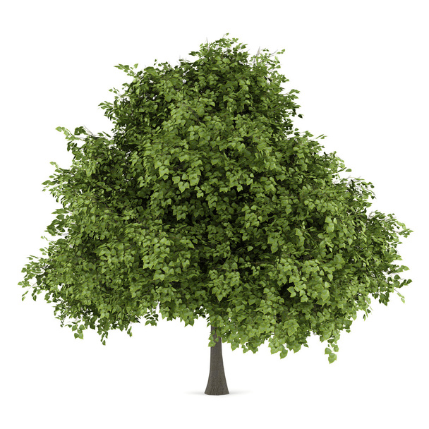 kis levelű hársfa, elszigetelt fehér background - Fotó, kép
