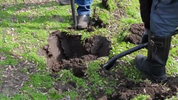 A munkások lapáttal lyukat ásnak a földbe. Fát ültetek. Ökológia helyreállítása. - Felvétel, videó
