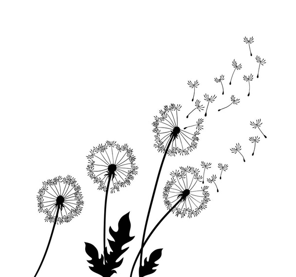 Dandelion wind blow background. Black silhouette with flying dandelion buds on a white. Abstract flying seeds. Floral scene design - Вектор, зображення