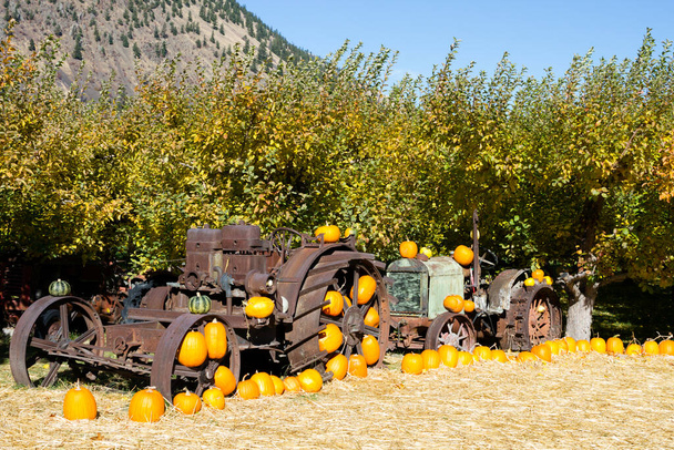 Old antique tractor and farm equipment in an organic farm apple orchard with an arrangement of winter squash and pumpkins located in Keremeos, British Columbia, Canada. - Photo, Image