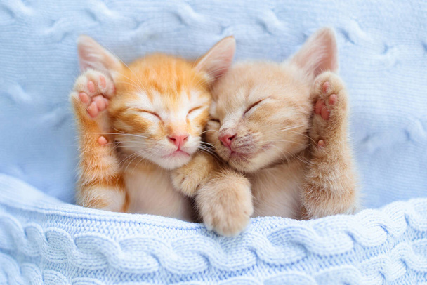 Pikku kissa nukkuu. Inkivääri kissanpentu sohvalla alla neulottu huopa. Kaksi kissaa halailee ja halailee. Kotieläin. Nukkumaanmenoaika. Kotilemmikki. Nuoret kissanpennut. Söpö hauska kissat kotona. - Valokuva, kuva