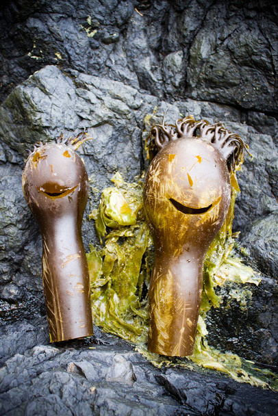 Algues de varech sculptées dans une figure humaine d'un homme et d'une femme. - Photo, image