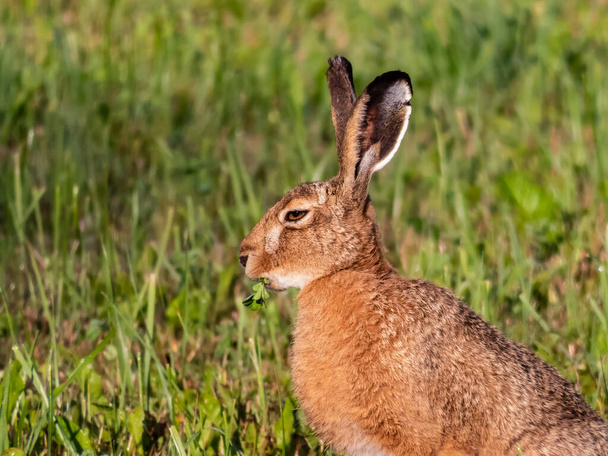 Європейський зайчик або коричневий зайчик (Lepus europaeus) годує і їсть траву в оточенні зелених на початку літа. - Фото, зображення