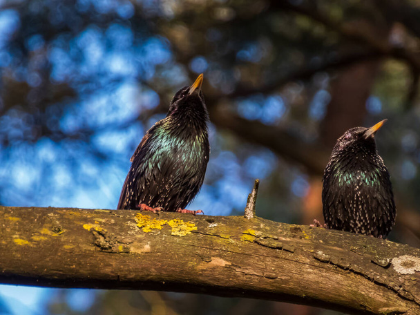 Deux étourneaux communs ou étourneaux européens (Sturnus vulgaris) assis sur une branche avec un beau plumage coloré avec un éclat métallique au soleil au début du printemps - Photo, image