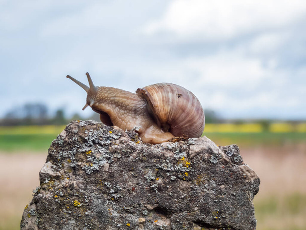 Caracol romano o caracol de Borgoña (Helix pomatia) con concha marrón claro en la roca con fondo de paisaje borroso. Una de las mayores especies de caracoles terrestres de Europa - Foto, Imagen