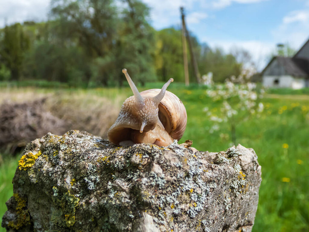 Escargot romain ou escargot de Bourgogne (Helix pomatia) avec une coquille brunâtre pâle sur le rocher avec un fond champêtre flou. L'une des plus grandes espèces d'escargots terrestres d'Europe - Photo, image