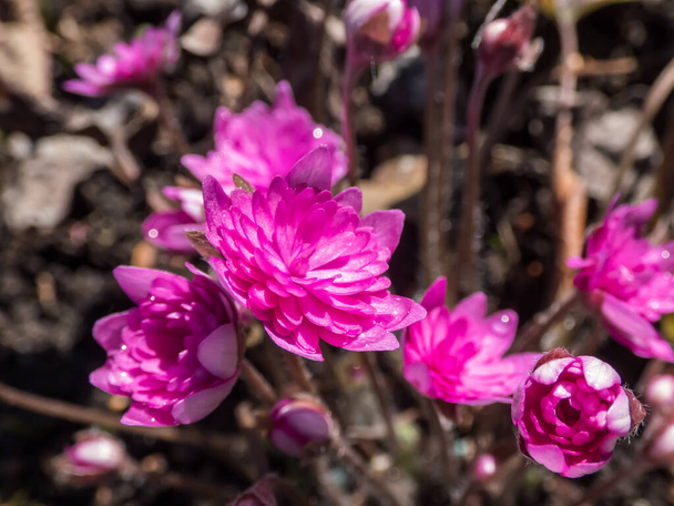 Forme double rose-rouge profonde parfaite d'Hepatica nobilis "Rubra Plena" (Rosea Plena) fleurissant dans le jardin de rocailles au soleil au début du printemps - Photo, image