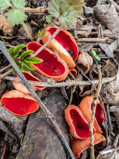 Чашеобразный грибок алого эльфа (Sarcoscypha austriaca) плодовые тела, растущие на упавших кусках мертвой лиственной древесины среди листового мусора во влажной среде обитания ранней весной - Фото, изображение