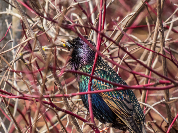 Male of common starling or European starling (Sturnus vulgaris) singing and displaying its long throat feathers with beautiful colorful plumage with a metallic sheen in sunlight in early spring - Photo, Image