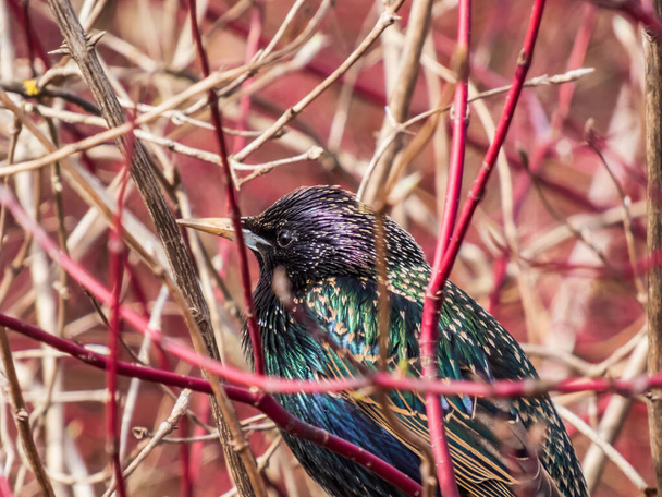 Close-up shot of head of common starling or European starling (Sturnus vulgaris) with focus on eye sitting in a bush with beautiful colorful plumage with a metallic sheen in sunlight in early spring - Photo, Image