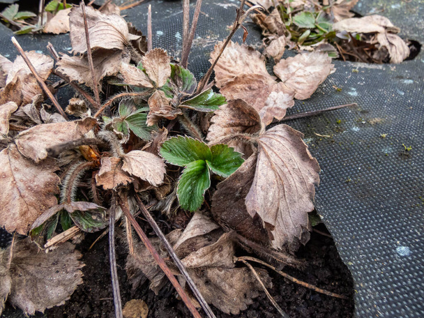 Großaufnahme der Gartenerdbeerpflanze (Fragaria x ananassa), die nach der Winterruhe zu wachsen beginnt, mit leuchtend frischen grünen Blättern im zeitigen Frühling, umgeben von braunen, trockenen Blättern im Beet - Foto, Bild