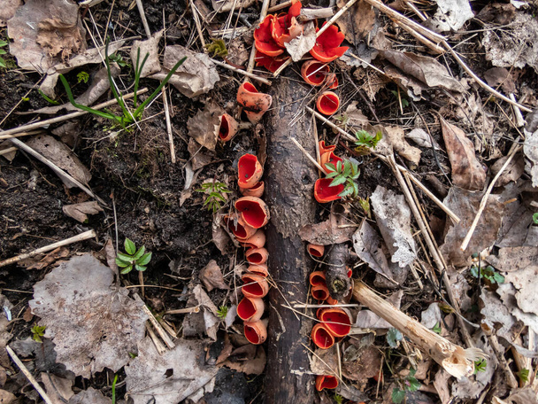 Чашеобразный грибок алого эльфа (Sarcoscypha austriaca) плодовые тела, растущие на упавшей ветке среди листьев помет во влажной среде обитания в начале весны - Фото, изображение