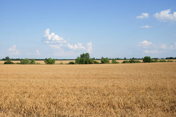 Několik stromů uprostřed obrovského pole zralé pšenice v létě. Zemědělská půda před sklizní obilí. Malebná venkovská krajina. Chlupaté bílé mraky proti modré obloze. - Fotografie, Obrázek