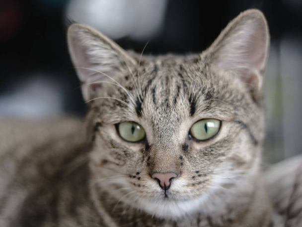 A closeup shot of a gray striped cute cat - Fotó, kép