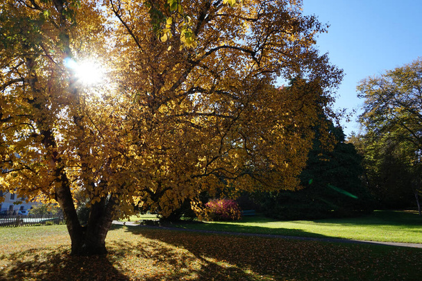 A beautiful view of the golden tree gleaming under the shiny sunrays in the park - Valokuva, kuva