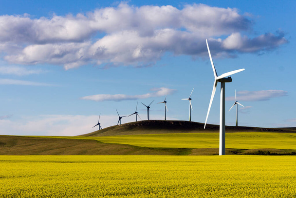 Windenergieerzeugung im Rapsfeld in der Nähe von Pincher Creek, Alberta, Kanada. - Foto, Bild