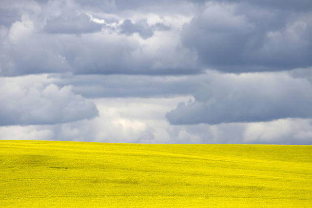 Поле жовтої каноли в цвіті з драматичним небом у канадській прерії поблизу Пінчер - Крік (провінція Альберта, Канада).. - Фото, зображення