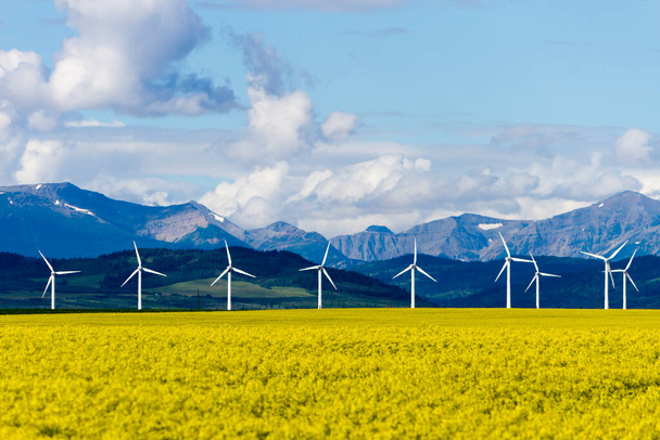 Windenergieanlage zur Stromerzeugung aus erneuerbaren Energien im Rapsfeld in der Nähe von Cowley und Pincher Creek, Alberta, Kanada. - Foto, Bild