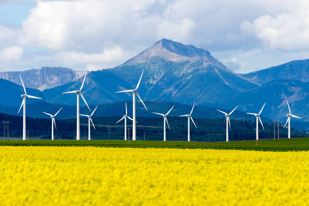 Cowley ve Pincher Creek, Alberta, Kanada yakınlarındaki kanola alanında rüzgar türbini yenilenebilir enerji üretimi. - Fotoğraf, Görsel
