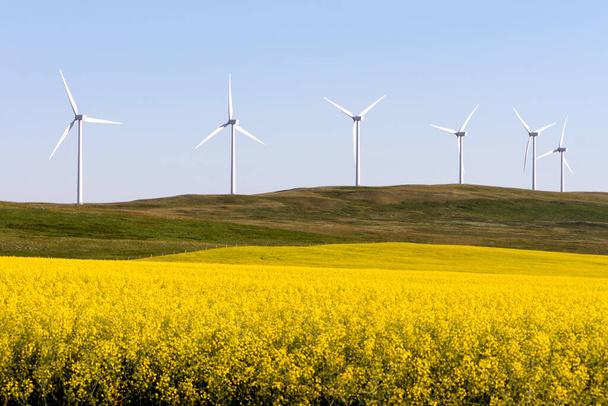 Windenergieerzeugung in einem blühenden Rapsfeld in der Nähe von Pincher Creek, Alberta, Kanada. - Foto, Bild