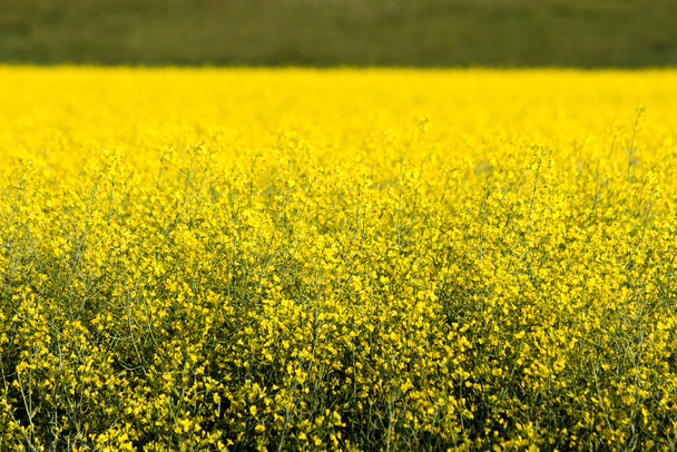 Κοντινό πλάνο λεπτομέρεια των κίτρινων λουλουδιών canola σε άνθιση στον Καναδά. - Φωτογραφία, εικόνα