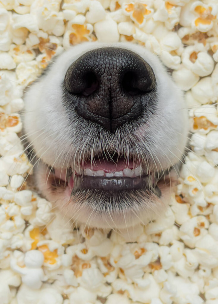 Pes v popcornu - Fotografie, Obrázek
