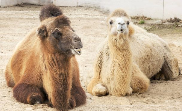 A two-humped camel. It is well adapted to living in a dry climate with hot and dry summers, and can go without water for a long time. The natural color of the two-humped camel is brown-sand in various shades. - Foto, Imagem