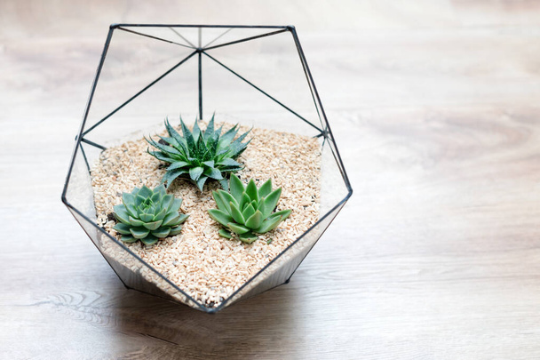 Glasflorarium-Vase mit saftigen Pflanzen und kleinen Kakteen auf Holzgrund. Kleiner Garten mit Miniaturkaktus. Heimliche Zimmerpflanzen - Foto, Bild