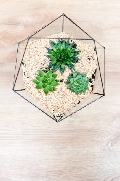 Florero de vidrio con plantas suculentas y pequeños cactus sobre fondo de madera. Pequeño jardín con cactuse en miniatura. Inicio plantas de interior - Foto, Imagen