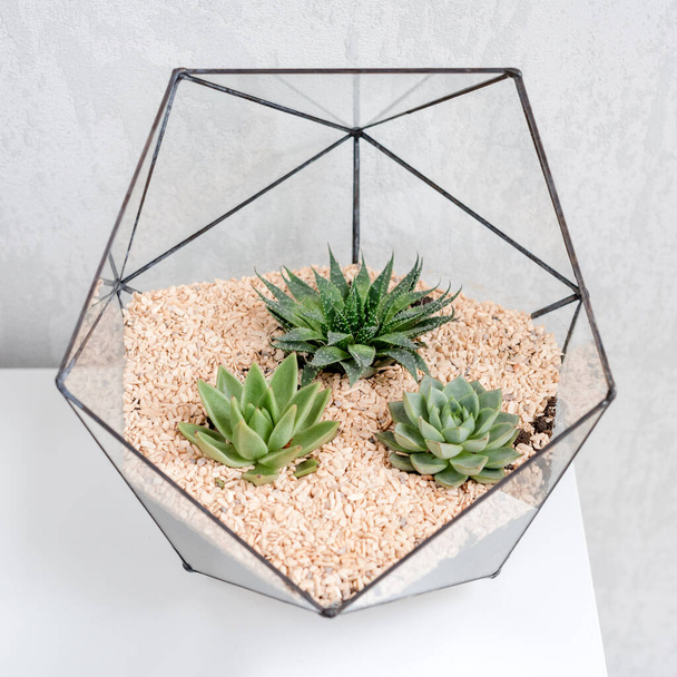 Vaso in vetro con piante succulente e cactus su tavolo bianco. Piccolo giardino con cactus in miniatura. Home piante da appartamento - Foto, immagini