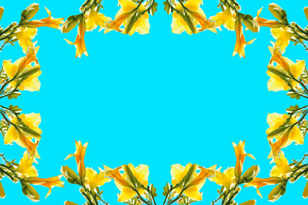 Floral frame of yellow flowers on a blue background. Copy space. - Foto, immagini