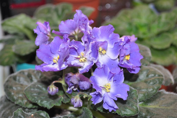 Breeding violets at home. Homemade flowers. Flowers for the house. senpolia. They bloom blue. - Photo, Image