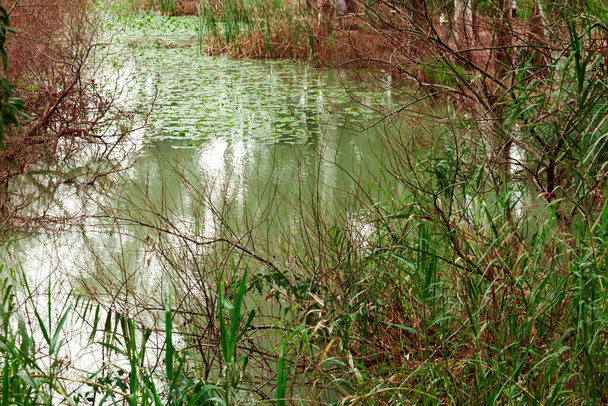 Israel. Paisaje. Backwater del río Yarkon en Nikorot Yarkon Park. Zona recreativa y deportiva. - Foto, Imagen