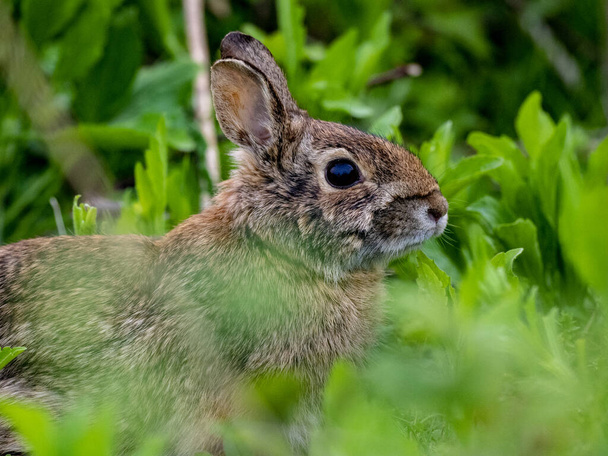 retrato de conejo en un campo - Foto, Imagen