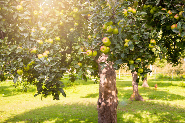 Omenapuu tuoreilla kypsillä omenoilla - Valokuva, kuva