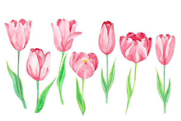 Rosa Tulipán flor planta y hoja verde, ilustración acuarela dibujo, objetos aislados sobre fondo blanco y ruta de recorte - Foto, imagen