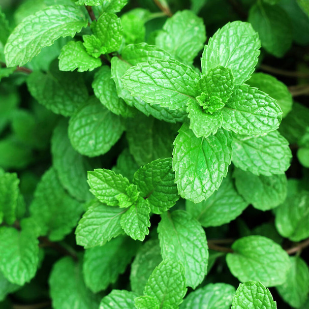 Close up of green mint plant growing in the vegetable garden. - Photo, Image