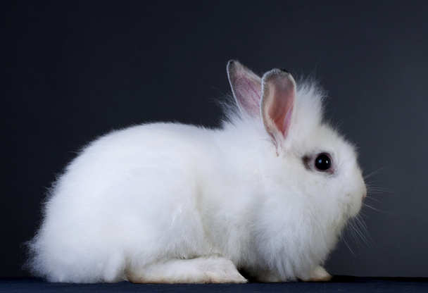 Pequeño conejo blanco se sienta sobre fondo gris - vista lateral
 - Foto, imagen