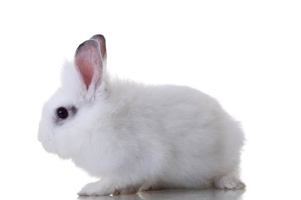 biały ładny królik na białym tle - widok z boku - Zdjęcie, obraz