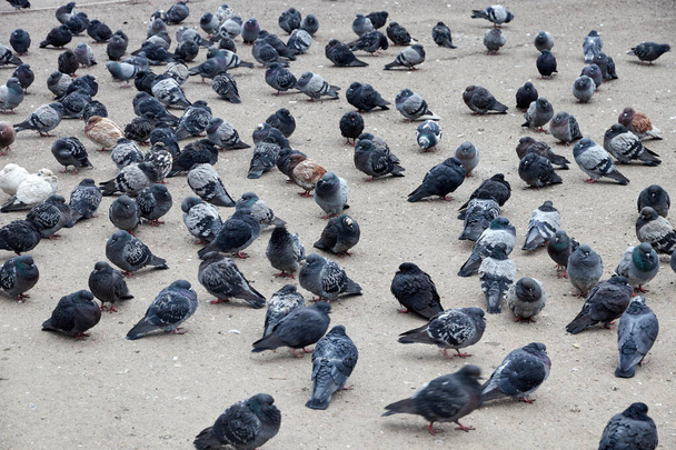 flock of pigeons in cloudy weather sitting on asphalt  - Foto, imagen